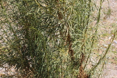 Baccharis
