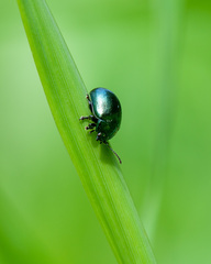 Chrysolina varians