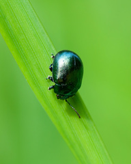 Chrysolina varians
