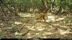 Tripsacum lanceolatum