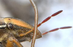 Aelia notata