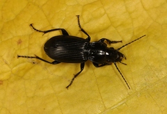 Pterostichus melanarius