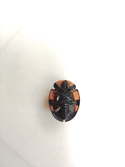 Botanochara angulata