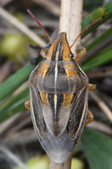 Aelia notata