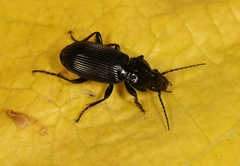Pterostichus melanarius