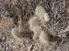 Opuntia diploursina
