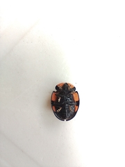 Botanochara angulata