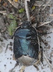 Canthophorus