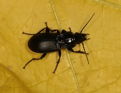 Pterostichus melanarius