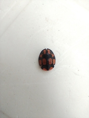 Botanochara angulata