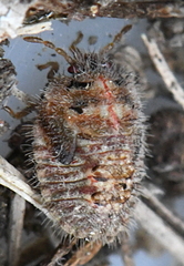 Coptosoma scutellatum