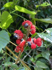 Paullinia