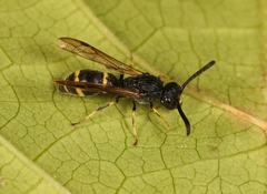 Symmorphus bifasciatus