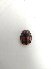 Botanochara angulata