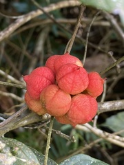 Paullinia