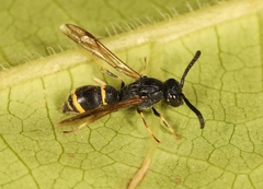 Symmorphus bifasciatus