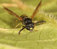 Symmorphus bifasciatus