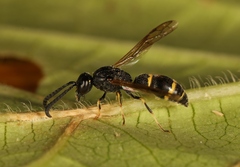 Symmorphus bifasciatus