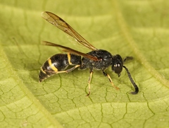 Symmorphus bifasciatus
