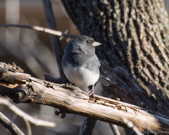 Junco hyemalis