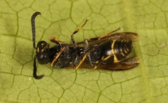 Symmorphus bifasciatus