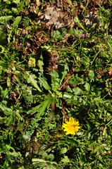 Taraxacum aleppicum