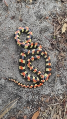 Homoroselaps lacteus