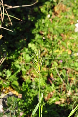 Anthoxanthum odoratum