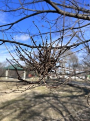 Podosphaera phytoptophila