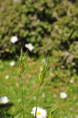 Anthoxanthum odoratum
