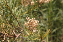 Baccharis