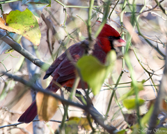 Cardinalis cardinalis