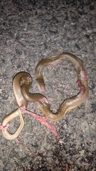 Lycodonomorphus inornatus