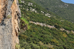 Ptilostemon chamaepeuce