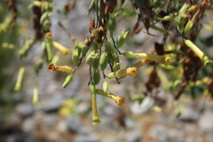 Nicotiana glauca