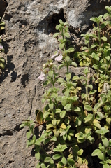 Stachys ionica