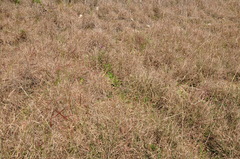 Andropogon distachyos