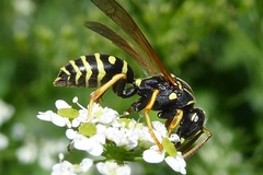 Polistes