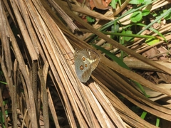 Dasyophthalma creusa