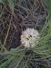 Haemanthus humilis