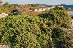 Hypericum aegypticum webbii