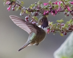 Selasphorus flammula
