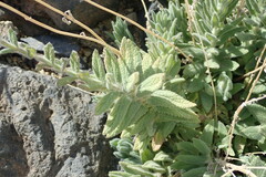 Nepeta teydea image