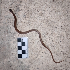 Coniophanes imperialis