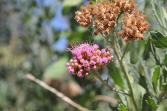 Tessaria absinthioides