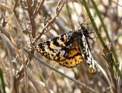 Eurranthis plummistaria