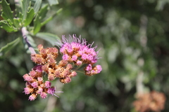 Tessaria absinthioides