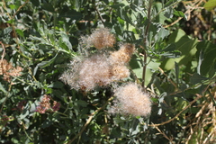 Tessaria absinthioides