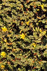 Hypericum aegypticum webbii