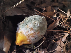 Penicillium digitatum